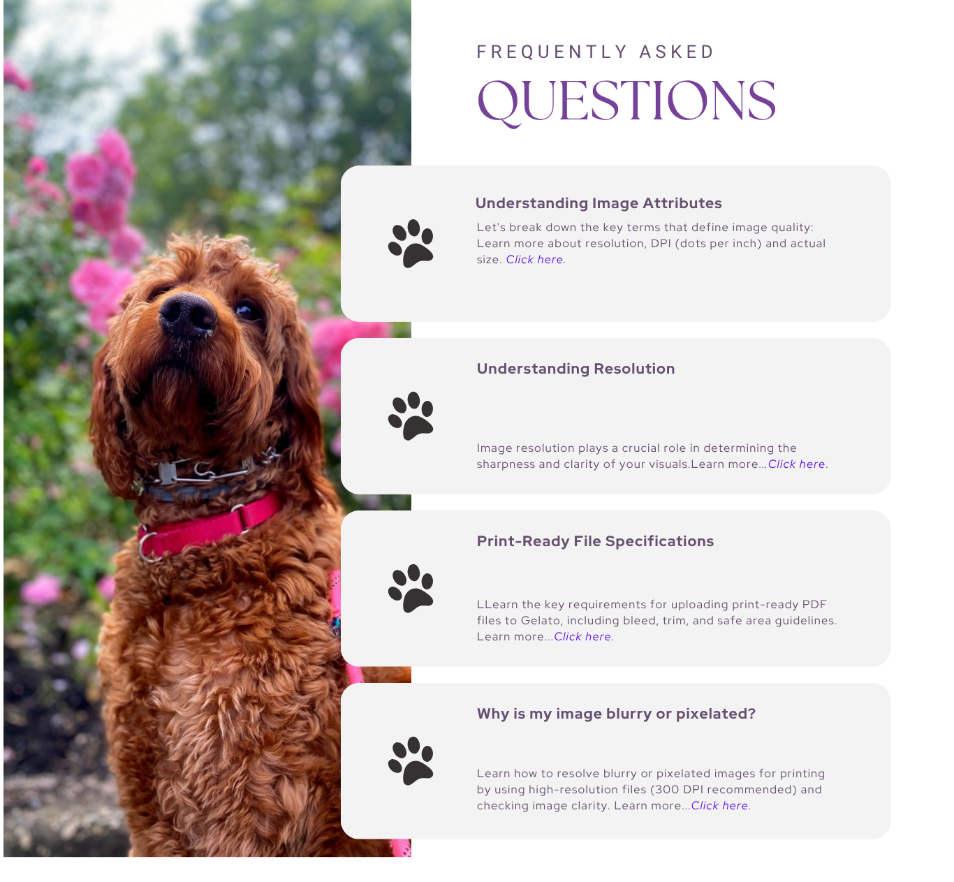 FAQ's updated 10-30 Faq's with dog image
